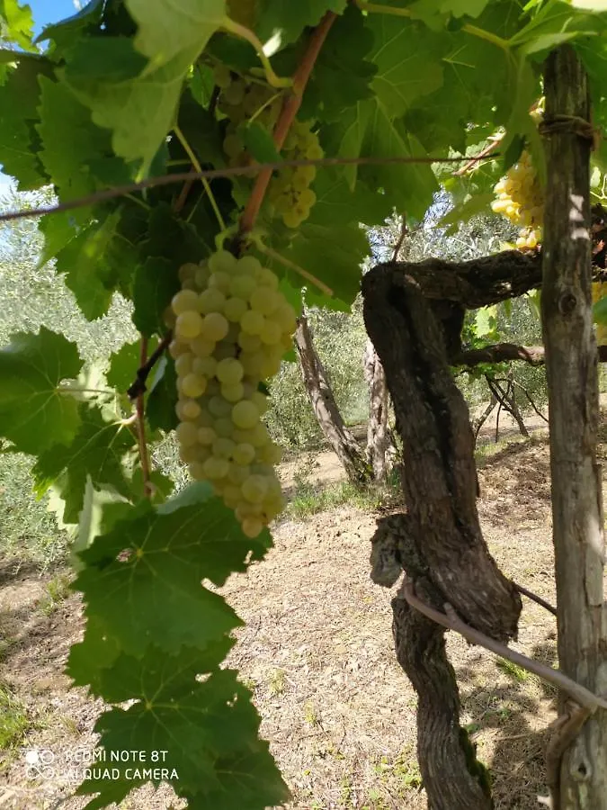Nyaraló Casa Renacci Villa Subbiano